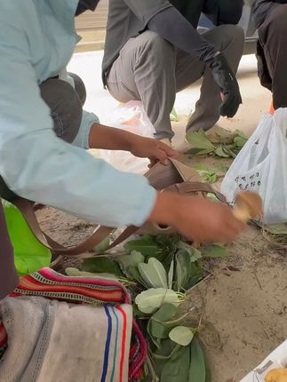 野生松茸菌新鲜直达,包邮退货无忧! #捡菌子的快乐又回来了