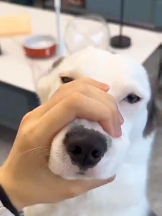 狗狗爱不释口!洁齿骨牙齿白亮亮 #狗狗 #宠物零食 #狗狗磨牙棒 #狗零食 #精致小狗的晚间护理