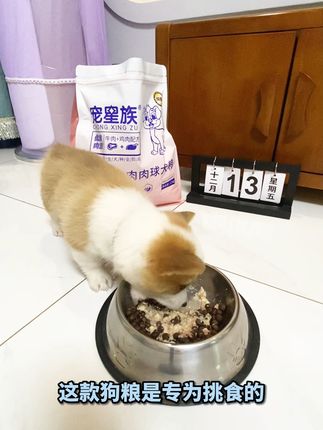 牛肉+鸡肉配方 高蛋白 易吸收 #带标记发抖音享现金激励