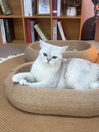 猫咪终于有耐抓不掉屑的猫抓板窝了,小猫天生对盆状的窝没有抵抗 #剑麻猫抓板  #剑麻猫窝  #猫窝猫抓板一体 #新手养猫  #萌宠好物  