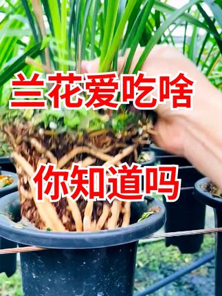 大家不要被骗了,真正的兰灵王营养液是长这样的,它是带注册标识 #兰灵王 #兰花 #营养液 #种植小技巧 #爱兰花爱生活