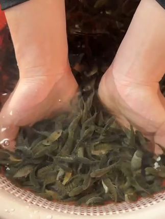 耐寒耐热快大种罗非4个月可上市,我们只做优质产品 #海南一号罗非#脆肉罗非#罗非鱼苗