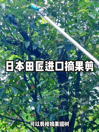 日本进口田匠摘果剪 高空摘果不用愁,轻松搞定高枝水果!#摘果剪 #摘果子 #摘果神器