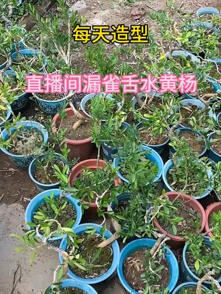 打造理想家居绿意角落,老桩盆景让家更温馨! 喜欢植物的朋友看过来啦!有需要的老乡们赶紧下手吧~#三农#花卉绿植#别墅庭院植物#老桩盆景#绿植盆栽