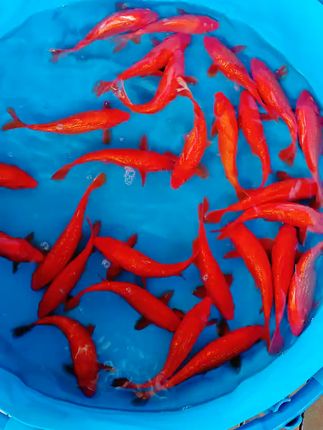 想让家里财运滚滚?试试这寓意美好的小玩意!#养鱼#鱼缸里的大自然#精品锦鲤#观赏鱼#鱼缸