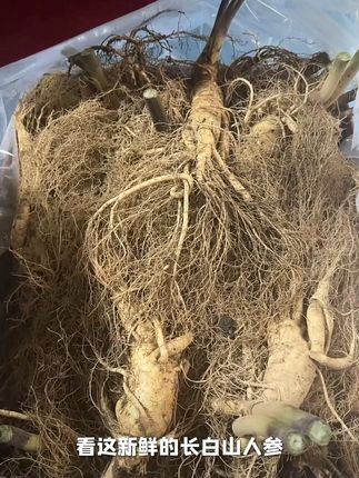 长白山人参泡酒,滋补养生就靠它! 有人想买好东西却不知咋选?有它轻松搞定!#滋补养生#人参#泡酒好材料#养生#喝完麦冬参汤连呼吸都清爽