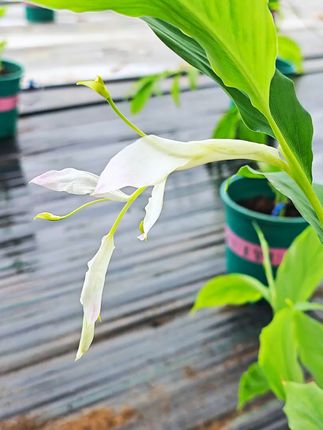 教师节送礼新选择,舞花姜种球,基地直采新鲜到家! 曾经以为自己社牛,直播的时候面对视频还是胆怯啊