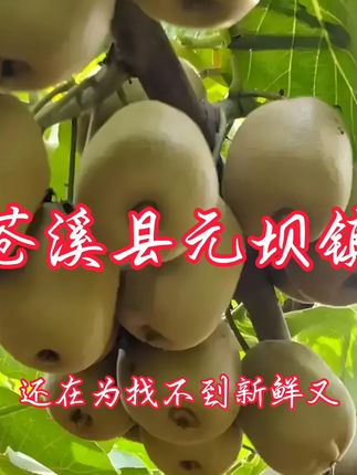 孕妇也能放心吃的红心猕猴桃来啦! 快来看看吧!新鲜有机种植#猕猴桃 #红心猕猴桃 #应季水果 #孕妇水果 #这是谁发明的猕猴桃新吃法