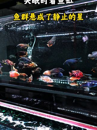 家里养条血艳红马鲷,惊艳你的整个鱼缸! #三湖慈鲷 #养鱼养心 #渔场直发