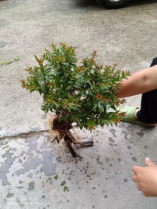 喜水绿植水杨梅飘枝 家里养上一盆植物吧!不仅美观还能改善室内环境!#这盆多肉秋千真是荡到我心上了#这个暑假一起去趟西安吧#好看的花当然要分享给好看的你#七月送你一束好运莲莲#当美食有了音乐灵魂