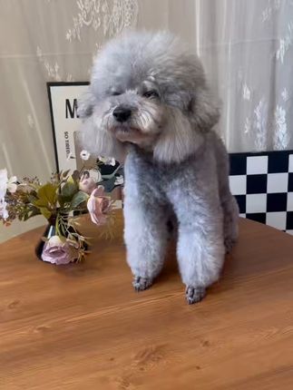 狗狗肠胃不适?试试这款护肠胃犬粮,包邮退货无忧! 今天下午两点开始!这个福利真的太划算了!!!两袋包邮到家 还有运费险 可以放心冲了#萌宠好物#狗粮推荐#狗粮#狗狗#养狗人
