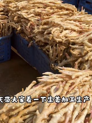 鲜嫩姜芽,地道广西味,驱寒暖身就靠它! 今天又是一个忙碌的一天,早上六点多就起床了,一直忙到现在,还在打包发货呢#优质农产品 #新鲜采摘 #生姜 #现挖现发 #总有一种味道能让你想起故乡