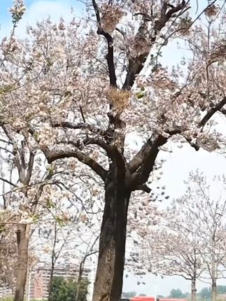 兰考桐花蜜,天然养胃,送礼佳选! 河南兰考县特色农产品,一瓶有精神的蜂蜜!天然纯正、不勾兑不掺假!送父母,送领导,送朋友#总有一种味道能让你想起故乡 #土蜂蜜土特产 #天然纯正蜂蜜