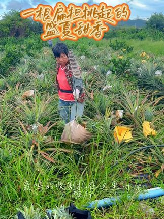 一条扁担挑起的盛夏甜香——夏场长凤梨地里的光阴故事! 一肩挑岁月,满口溢盛夏!#采摘园 #金钻凤梨 #树上熟 #珠海吃喝玩乐 #珠海特色美食 