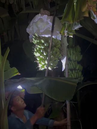 广西苹果蕉自然熟超甜!包邮到家尝鲜吧 #苹果蕉有吃过的吗 软糯香甜 冰淇淋口感细腻的苹果蕉来了,连夜采摘保证新鲜 自然熟无任何添加剂,#苹果蕉 视频下方链接🔗