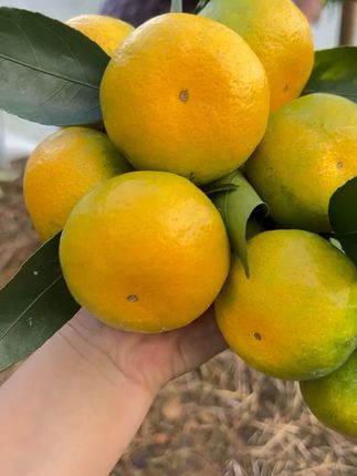 新鲜下树的蜜桔🍊中秋国庆节必备 国庆聚餐多,🐟🥩吃的油腻了