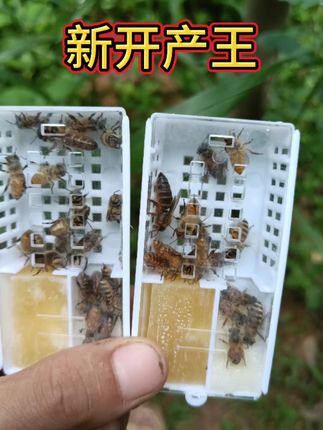 冬天也能养活的蜂王,长体尖屁股抗寒又耐热! #中蜂新开产蜂王 #中蜂蜂王 
