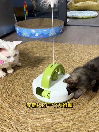 没有小猫能拒绝的逗猫玩具,一旦玩起来根本停不下来 #逗猫神器 #猫玩具 #萌宠好物 #天元宠物