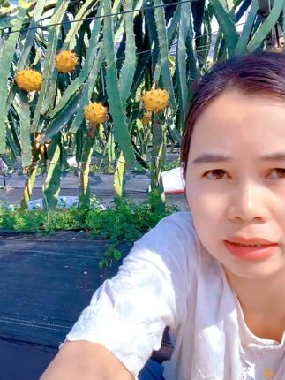 新鲜燕窝果果园直发,树上自然熟,清甜多汁一口难忘! #新鲜采摘 #原产地直发 #新鲜应季水果 #应季水果 #各省丰收战队申请出战