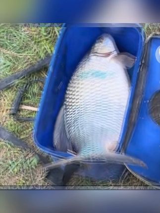 野钓必胜!腥香诱鲮魂让土鲮红眼鱼疯狂上钩 钓鱼总没收获?这款鱼饵让鱼儿主动上钩!#户外#钓鱼#户外钓鱼#饵料#野钓