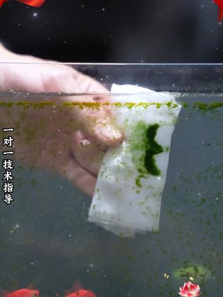 鱼缸水变清了!再也不怕浑浊腥臭 #华畜 #水族用品 #养鱼经验分享 #除藻