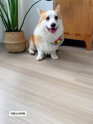 #狗狗尿垫 #宠物尿垫推荐 #尿垫狗狗 #萌宠好物