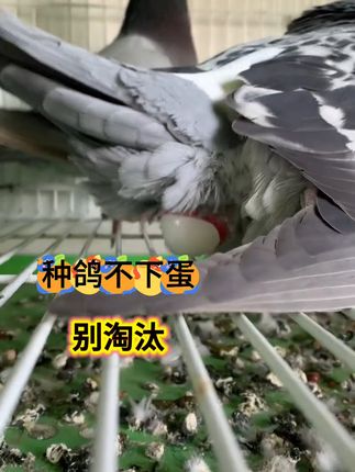 养鸽子不下蛋?试试这个增蛋宝,不满意可退! #珍琴戴养殖场#养鸽人