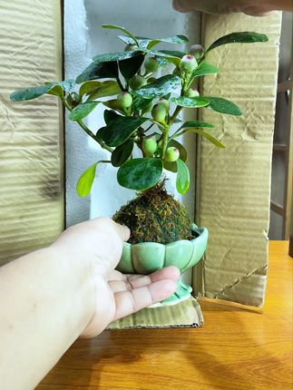 家里缺盆好养绿植?这包邮菩提送上门! #茶台植物 #茶生活 #慢生活 #花草日常