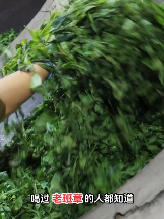 老班章普洱生茶,茶气霸道,回甘迅猛! 今天又是一个忙碌的一天,晚上回家喝上一杯好茶,一天都值了!#用流水席的方式打开山东丰收#在家自制的铁锅炖太香了#各省丰收战队申请出战#打工人有自己的预制菜#哪个贵州人能拒绝无盐酸菜