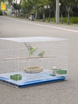 养鸟必备!大号鸟笼包邮退货无忧 包邮到家!还有运费险!!!#猫的反应速度能有多快 #偶遇会滑滑板的小狗