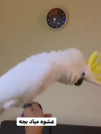 快送孩子去学舞蹈吧!别耽误了~ #巴丹鹦鹉  #葵花鹦鹉