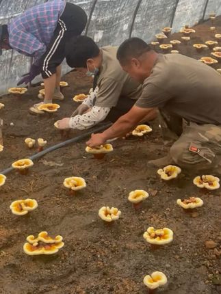 提升免疫力就靠它!东北特产灵芝孢子粉来了! #2025高考,100分都不怕农民伯伯带你发家致馥 #决胜巅峰创作者激励计划 