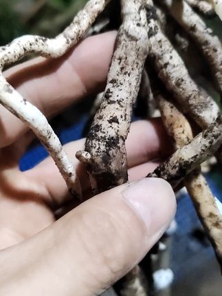 兰菌颗粒黑山土种植兰花根壮苗壮