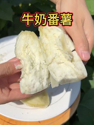 新鲜现挖牛奶人参薯包邮到家 今天下午开始发货了!大家拍下后耐心等待哦~现在下单还包运费呢!!#三农#强烈推荐#红薯#粉糯香甜#用传统古法制作倒蒸红薯干