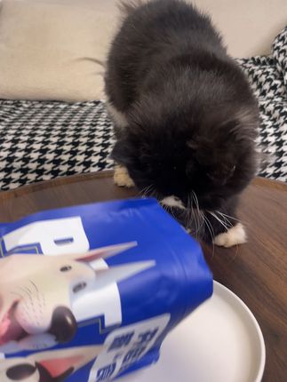 薄荷猫饼干,磨牙又健康,包邮到家! #萌宠出道计划 #萌宠好物 #猫咪 #猫草pro冻干 #冻干零食