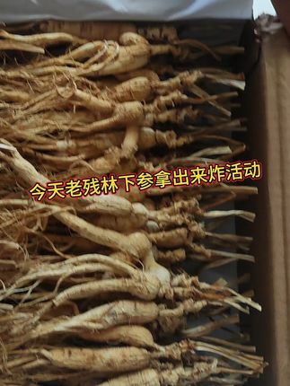 长白山人参泡酒,滋补养生就靠它! 林下参老残参,称秤卖,超级划算,快来直播间捡漏