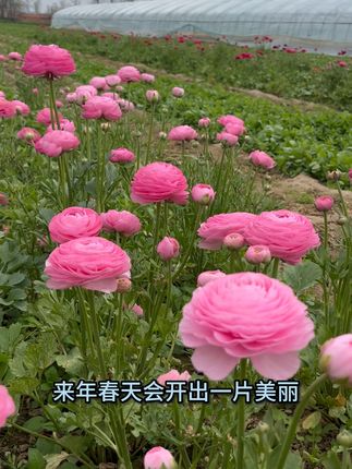 为什么说洋牡丹是“秋植球根”的必入款? 喜欢种球根花卉的花友注意了!洋牡丹,学名花毛茛,是典型的‘喜凉耐寒’型选手。秋季种植,春季开花,正好避开夏季高温休眠期。我们提供的都是带芽的饱满种球,活性极高,大大提高了成活率。现在入手,经过一个冬天的能量积蓄,春天就能爆花给你看!左下角五折福利,喜欢就别错过这个最佳种植期!”#洋牡丹 #花毛茛 #冬天养花