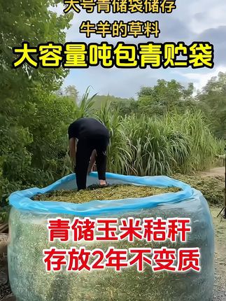 养牛大户必备!大号青贮袋包邮到家,坏了还能退! 特大青储饲料发酵袋青储袋青贮袋吨包袋防水塑料袋秸秆黄储饲料袋#青储 #青储饲料 #青储袋 #大号青储袋 #青储发酵袋 