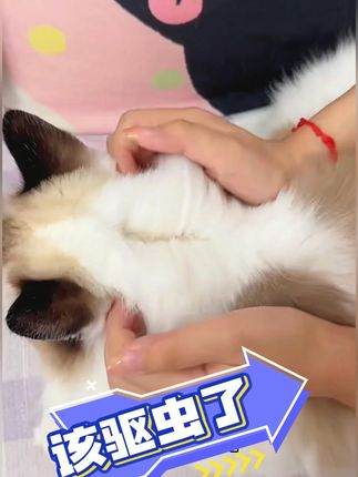 这个内外同驱简直太方便了! #猫咪 #狗狗 #驱虫 #宠物驱虫 #万物皆有灵性