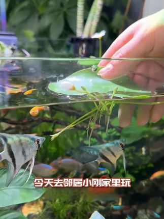 鱼缸变绿洲!懒人必备阴性水草轻松养活 养鱼总担心水质不好?试试这种能净化水质、增加氧气的植物!#猫猫算是把日子过明白了#当事猫婉拒了它的同款抱枕#救生衣小狗前来报到#遇上真牛仔小猫了