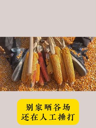 告别手动剥玉米,这款电动剥皮机太好用了! 家里有老人想自己动手给玉米脱粒?这款机器能帮大忙!#三农 #农业机械 #农机 #农用工具 #实用工具