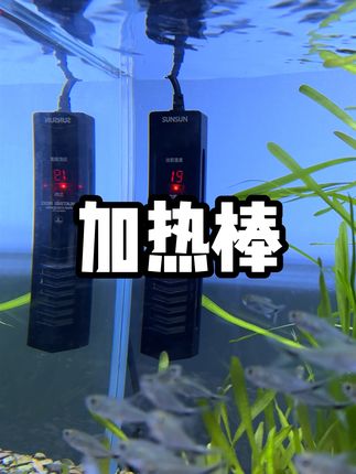 现在再不放加热棒就晚啦,入秋之后早晚温差大,小鱼很容易生病的~#水族 #养鱼日记 #加热棒