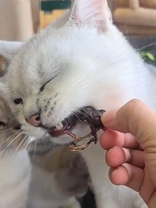#猫咪 #萌宠 #冻干 #猫零食 #你难道不想拥有一只猫咪吗