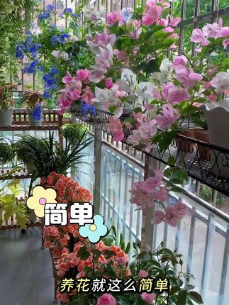 养花总是有黄叶,别急硫酸亚铁来帮忙 颗粒水溶好吸收,补铁调酸促黄叶#我的花花草草🌸🌸 #农资肥料 #花卉养殖 #阳台养花