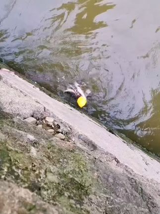 秋天的鳜鱼还是要出勤才能换来渔获。 高质量螺纹鸭蹼T尾,信心饵!#钓鱼人 #户外钓鱼 #渔具用品 #路亚鳜鱼 #野钓鳜鱼