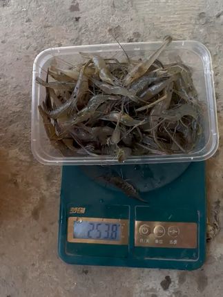 野生长臂虾上桌,鲜美弹牙太过瘾! 今天又是一天忙碌的工作!晚上回家吃上一顿美味河鲜,一天疲惫都去掉一半了!#河虾 #活体速冻 #新鲜 #野生河虾 #看得见的品质 