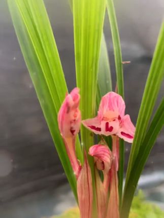 家里阳台种上它,四季花开不断! #决胜巅峰创作者激励计划 喜欢开花植物的朋友看过来!这种植物不仅花朵好看还很耐寒哦~