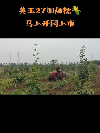 鲜嫩玉米一口爆汁,尝过你就忘不了! 今天又是一个忙碌的一天!下午收工回家吃上一口这季节的新鲜水果、蔬菜真的太舒服了!#玉米#糯玉米#新鲜采摘#软糯香甜#乡村美食满满的烟火气