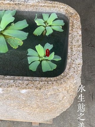 庭院里的自然美景,就差这个石槽鱼池了! 想在家打造一个景观?试试这款自然风鱼缸!#水族#观赏鱼#养鱼日记#鱼缸#鱼缸造景