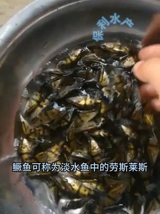 野生环境也能生长的优质鳜鱼苗 鳜鱼可以在水库,鱼塘等环境养殖,专吃小杂鱼小虾活饵,在野生自然环境下也能生存长大哦!!#养鱼日记 #鳜鱼 #水族 #鱼苗 #鱼